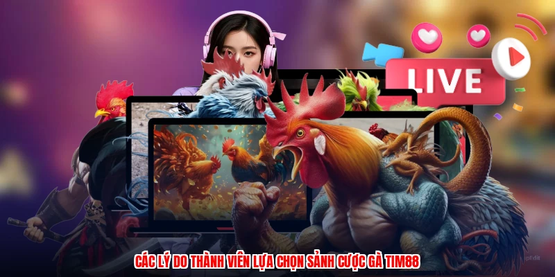 Các lý do thành viên lựa chọn sảnh cược gà TIM88