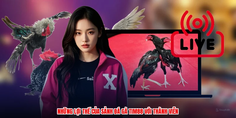 Những lợi thế của sảnh đá gà TIM88 với thành viên