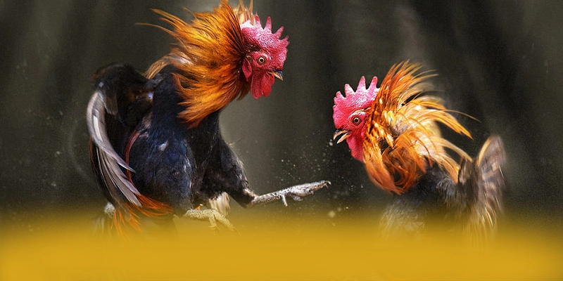 Dịch vụ chăm sóc khách hàng tại BET88 Dịch vụ chăm sóc khách hàng tại BET88