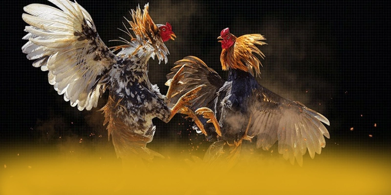 Trải nghiệm trên điện thoại di động cùng [THUONG_HIEU]