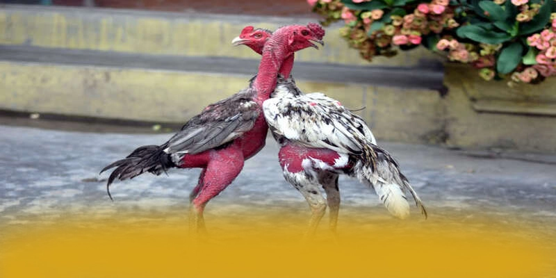 Độ tin cậy thông tin người dùng tại BET88 Độ tin cậy thông tin người dùng tại BET88